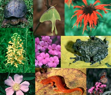 Biodiversity lecture this week