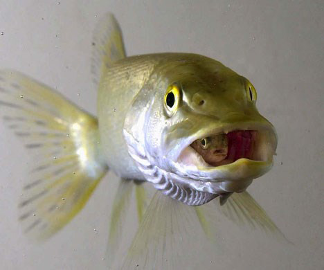Talk details how fish know when something smells fishy