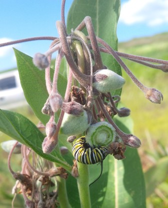 Students’ work paying off for Monarchs
