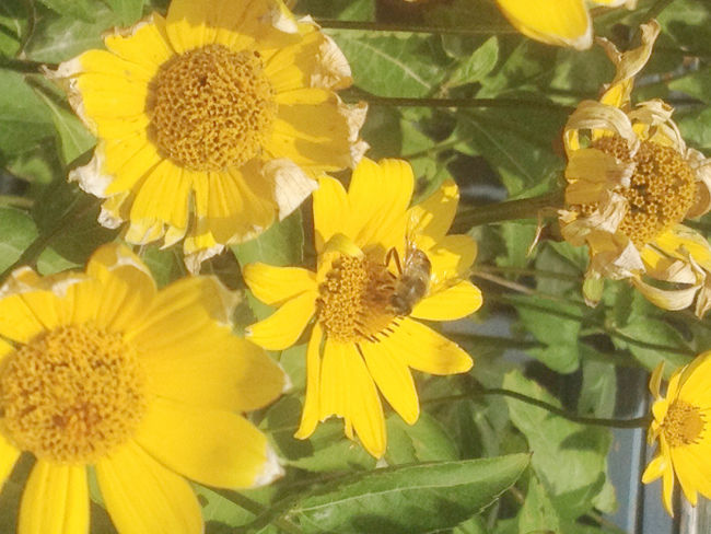 NU alumna wants you to help protect pollinators
