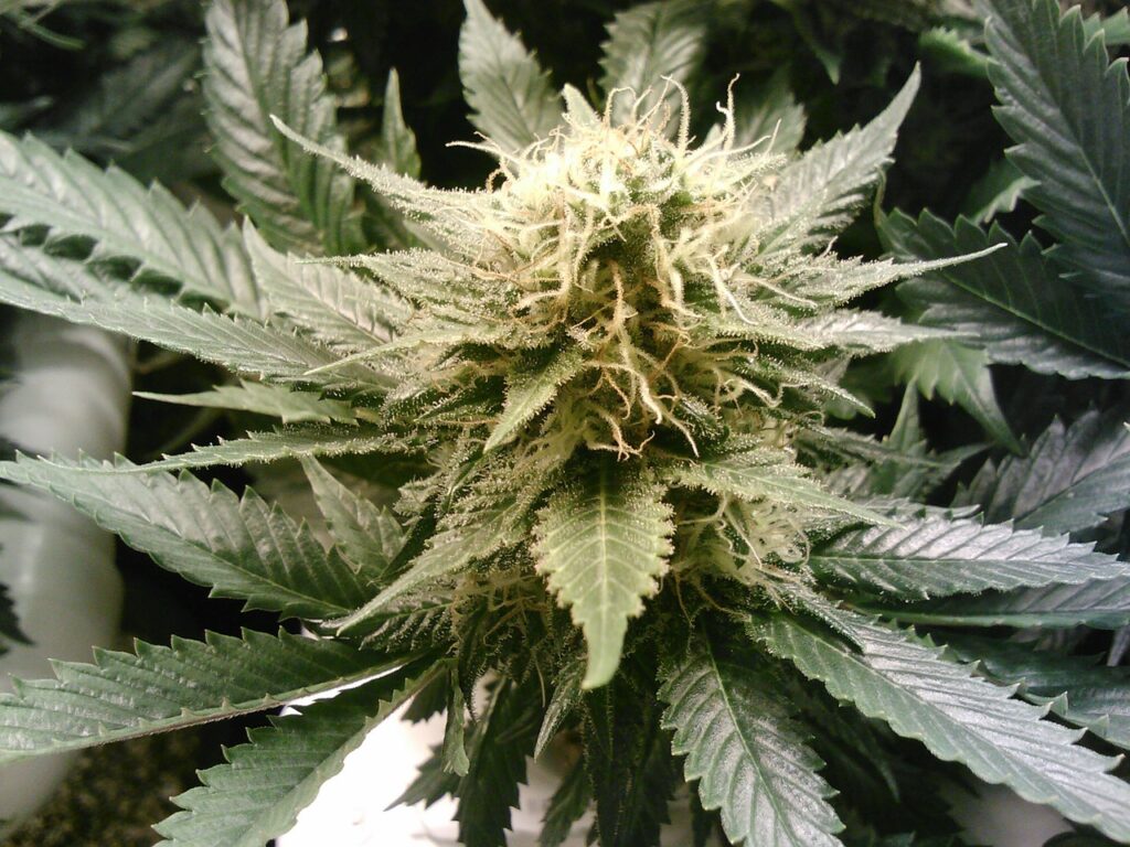 Lecture on chronic THC use and the developing brain