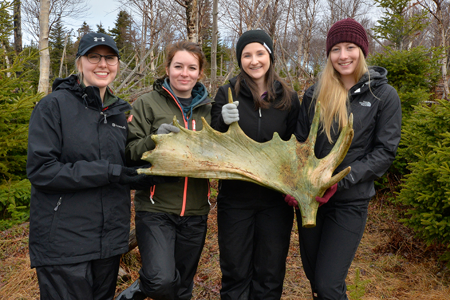 NU Biology students helping to restore Newfoundland forests