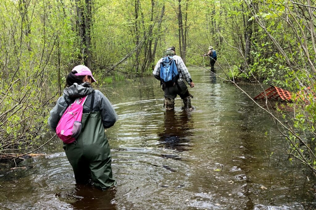 A Unique Wetland Course at Nipissing University