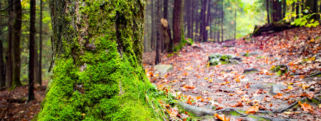 Nipissing University Alumni Advisory Board donation to improve campus trails